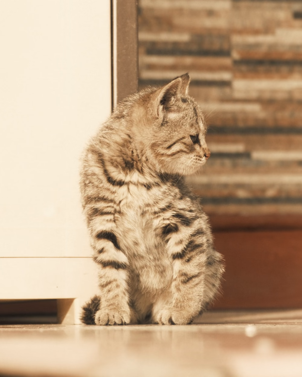 Featured image for Automatic Litter Boxes: What Goes Wrong