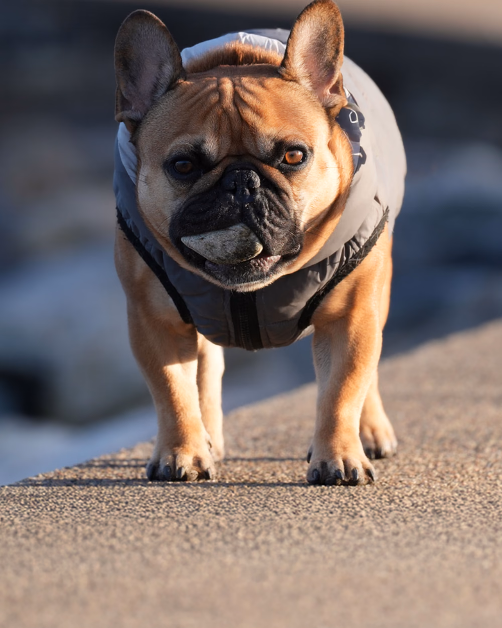 Featured image for The Dog Coat Shortlist