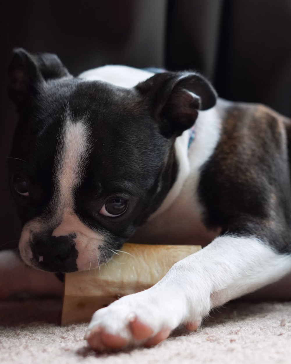 Featured image for Toys That Outlast a Power Chewer