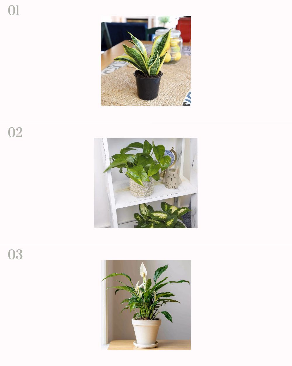 Featured image for Best Indoor Plants for Winter: Low-Maintenance Choices showing Snake Plant, Pothos, Peace Lily