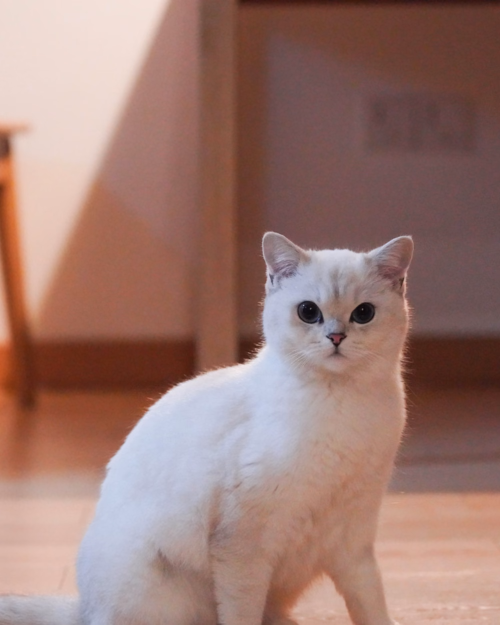 Featured image for Why a Cat Suddenly Avoids the Litter Box