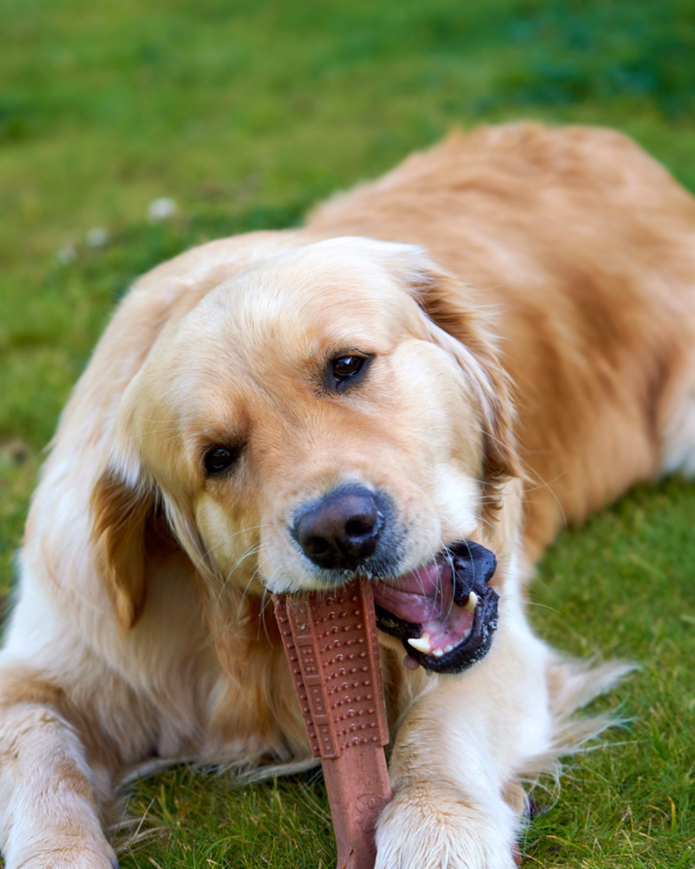 Featured image for What Actually Survives a Power Chewer