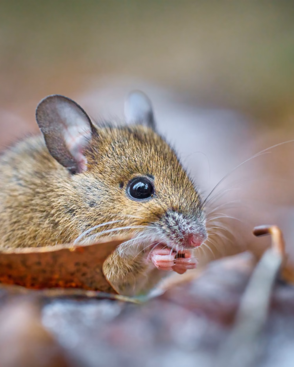 Featured image for Do Ultrasonic Pest Repellers Work on Mice
