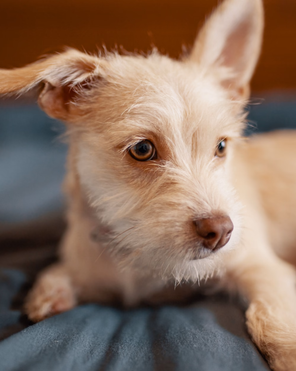 Featured image for What Makes a Dog Bed Last More Than a Year