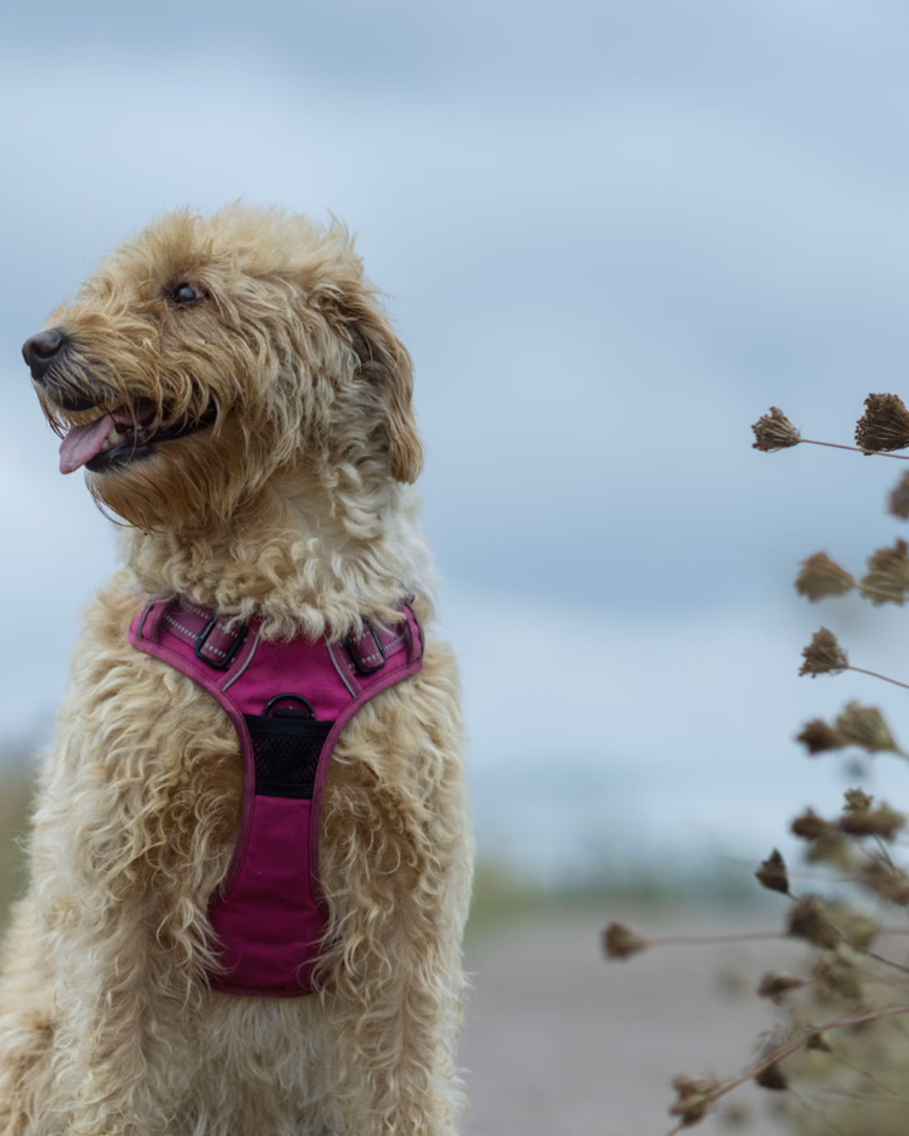 Featured image for Why Most Dog Harnesses Are Fitted Wrong
