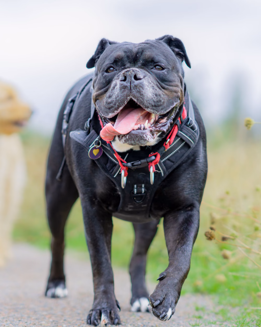 Featured image for Why Most Dog Harnesses Are Fitted Wrong
