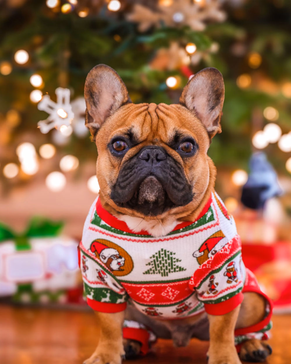 Featured image for Christmas Decorations That Are Not Safe Around a Dog