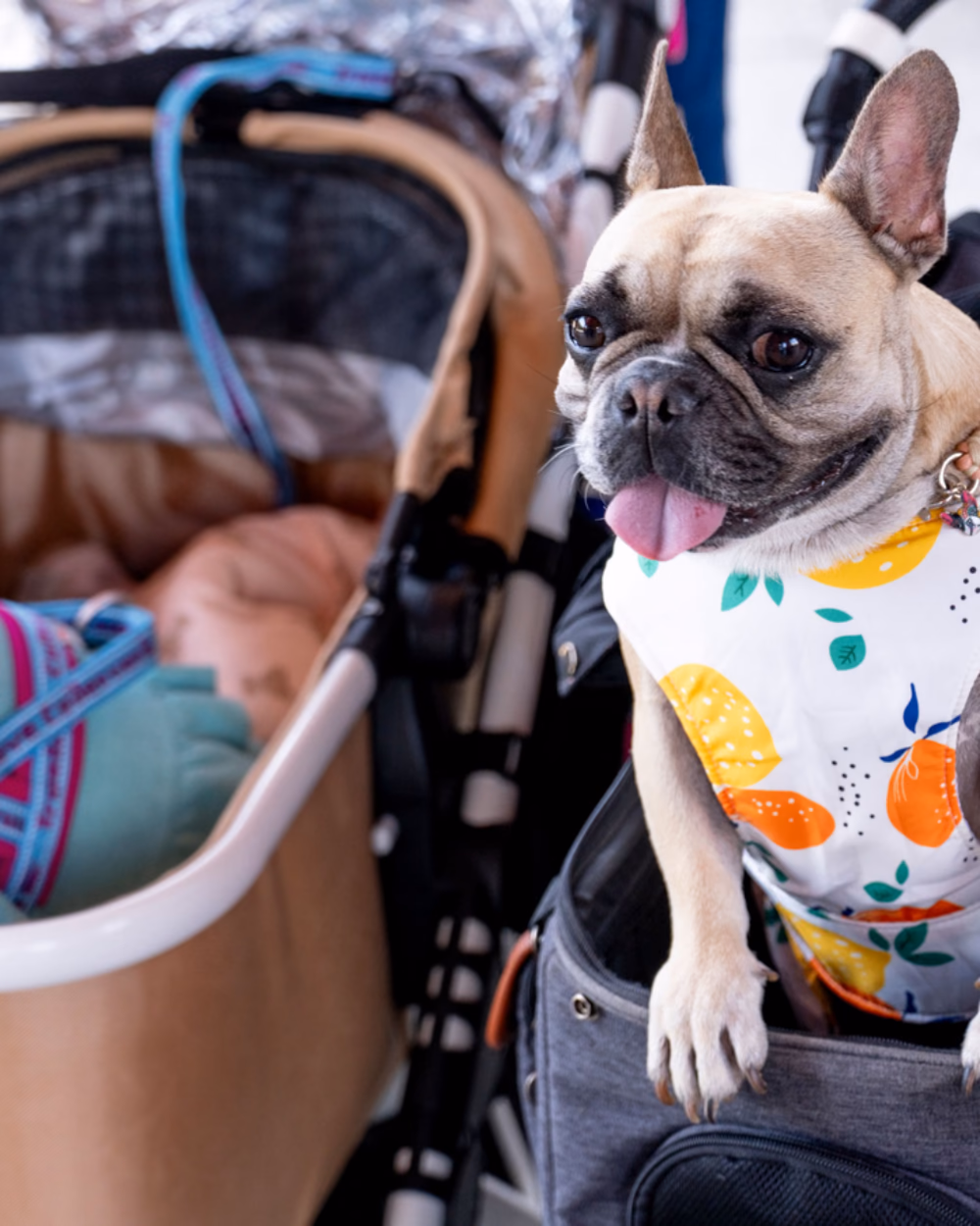Featured image for Flying With a Dog: The Carrier Rules