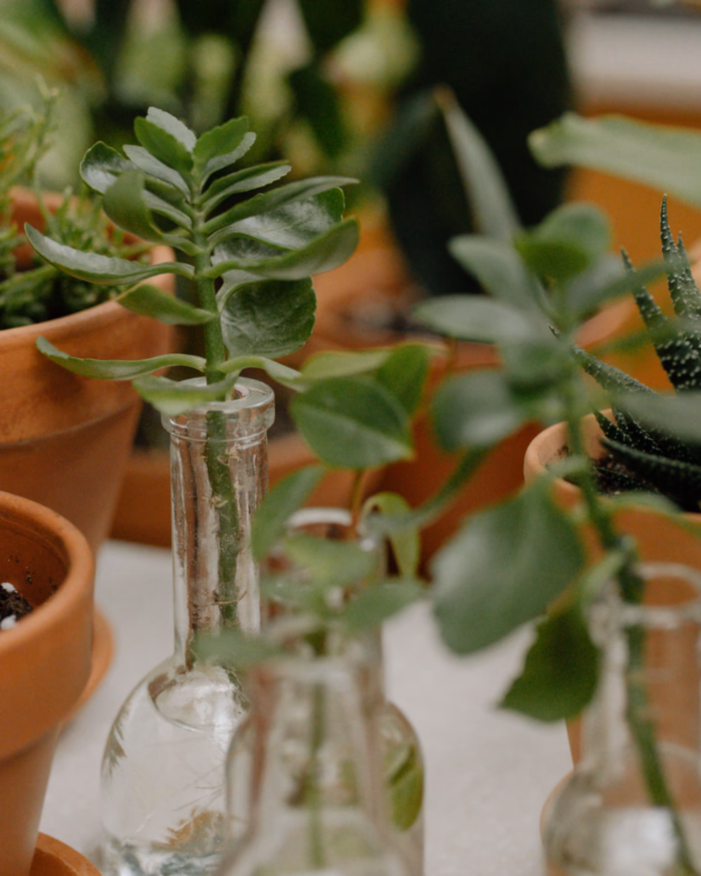 Featured image for Grow Lights: PPFD Is the Only Honest Number