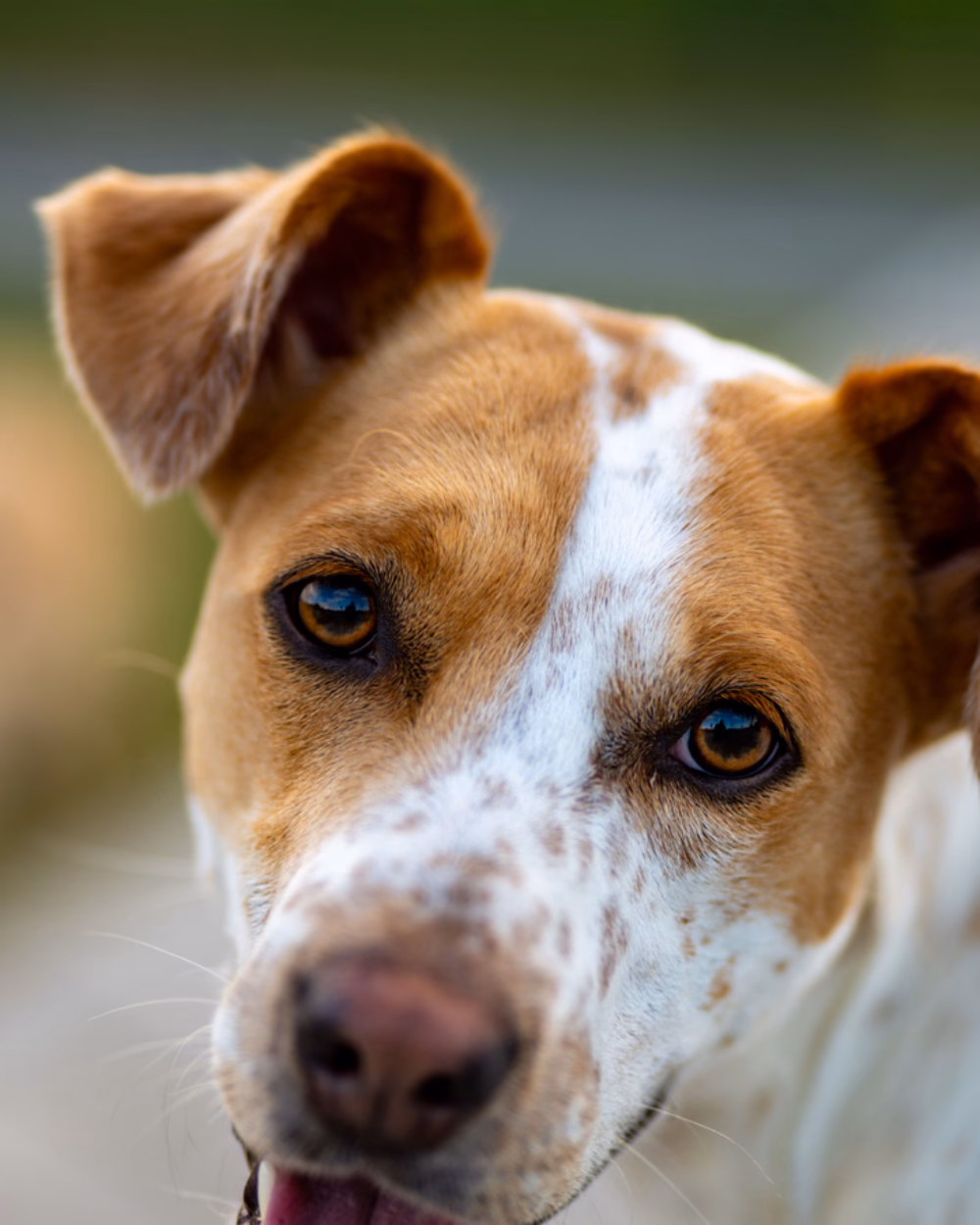 Featured image for Pet DNA Tests: What the Result Is Worth
