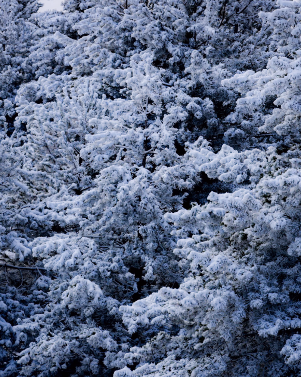 Featured image for Real or Artificial Christmas Tree: What Costs More