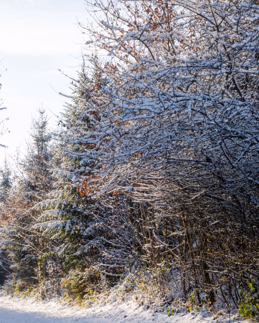 Featured image for Sorel or Columbia: Which Winter Boot Rating Wins