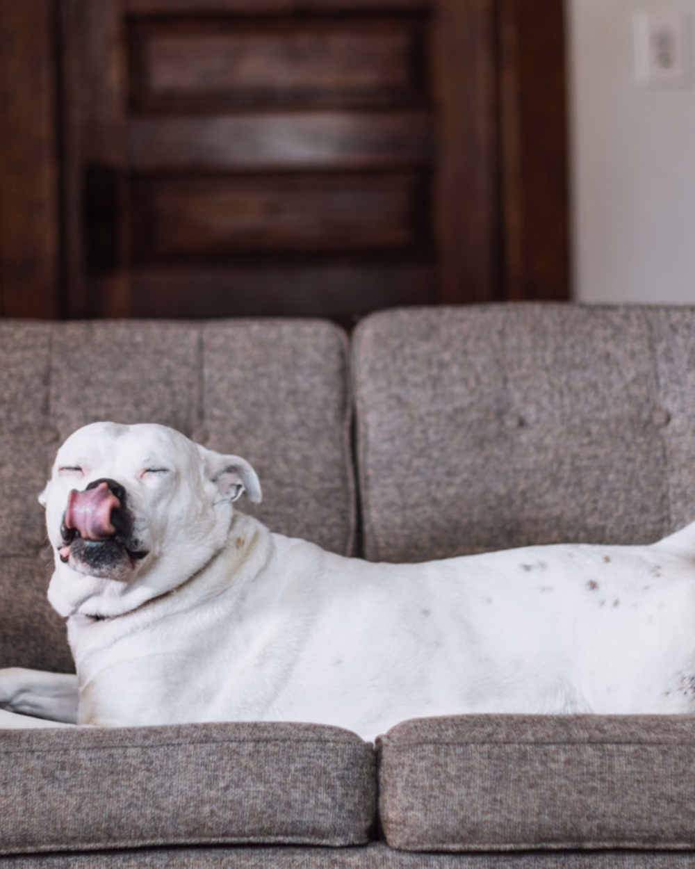 Featured image for Dog Scared of Fireworks? Why, and What Actually Helps