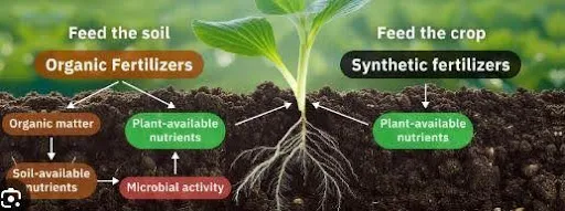 Diagram contrasting organic fertilisers that feed the soil with synthetic fertilisers that feed the crop