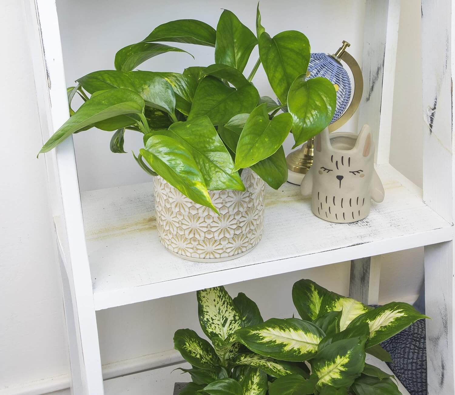 Pothos