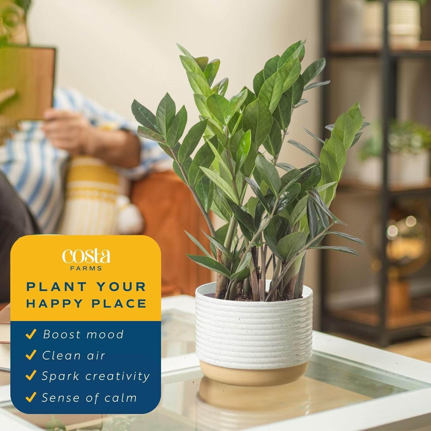 ZZ Plant